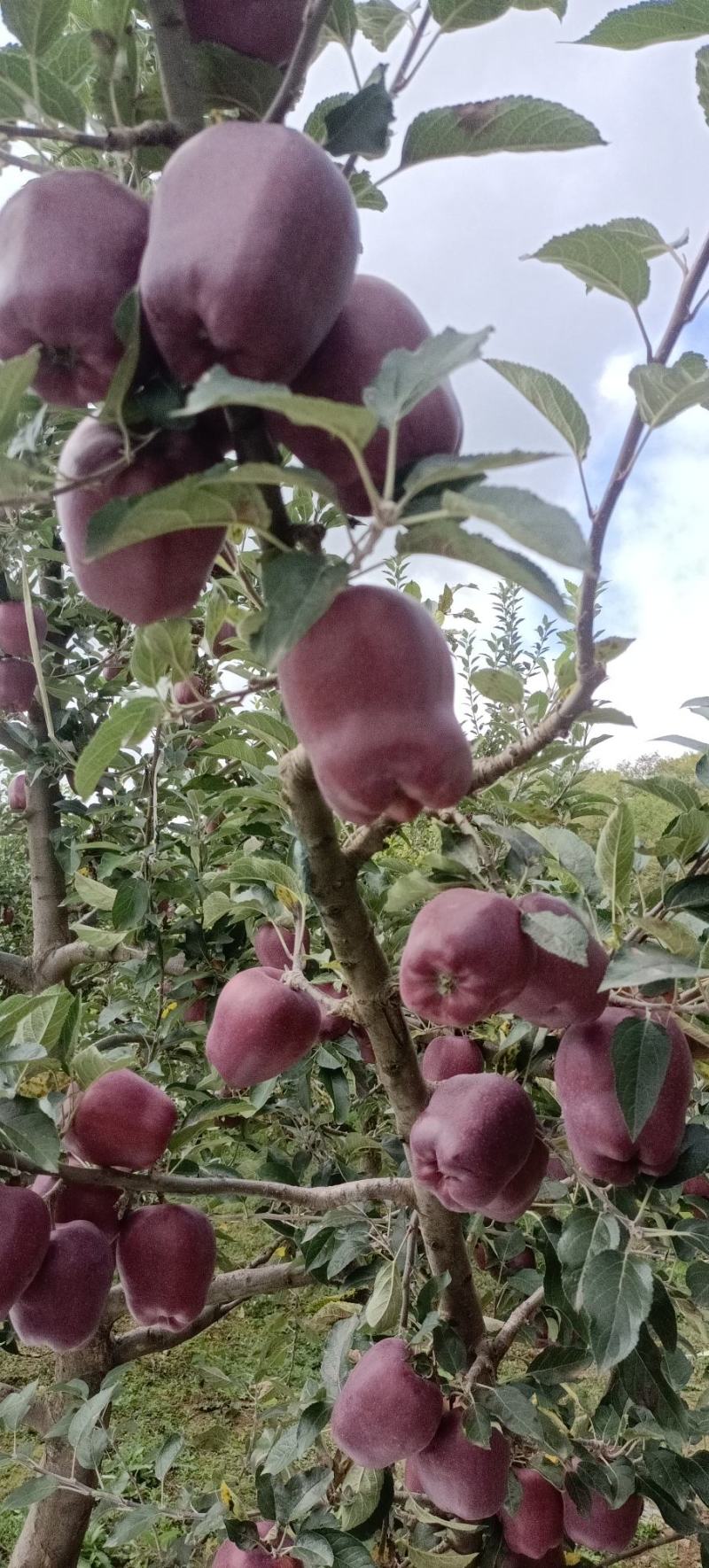 花牛苹果
