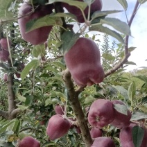 花牛苹果