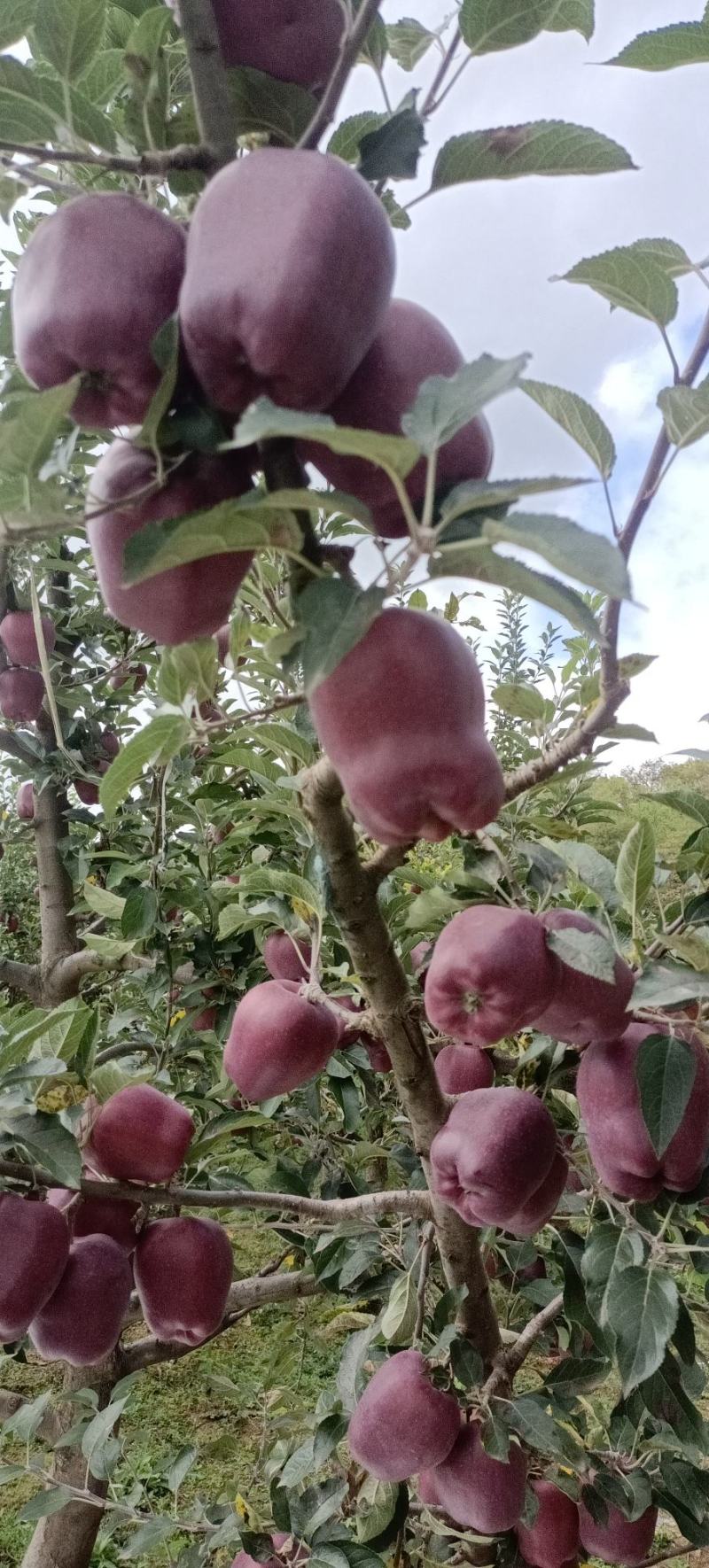 花牛苹果
