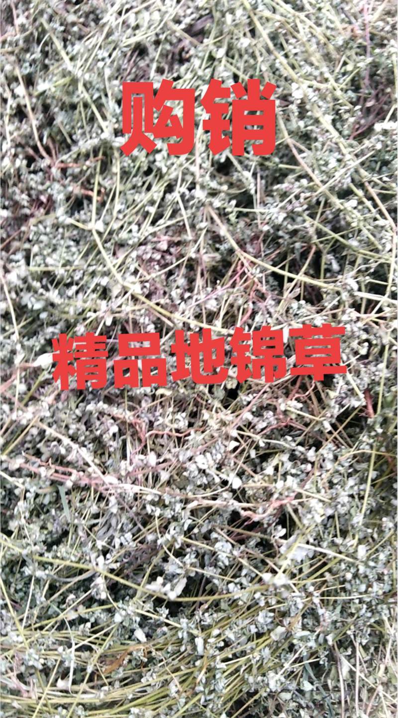 药用地锦草野生，奶浆草散装，血见愁，有大货机压包价格优惠