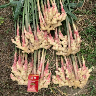 惠水红芽仔姜