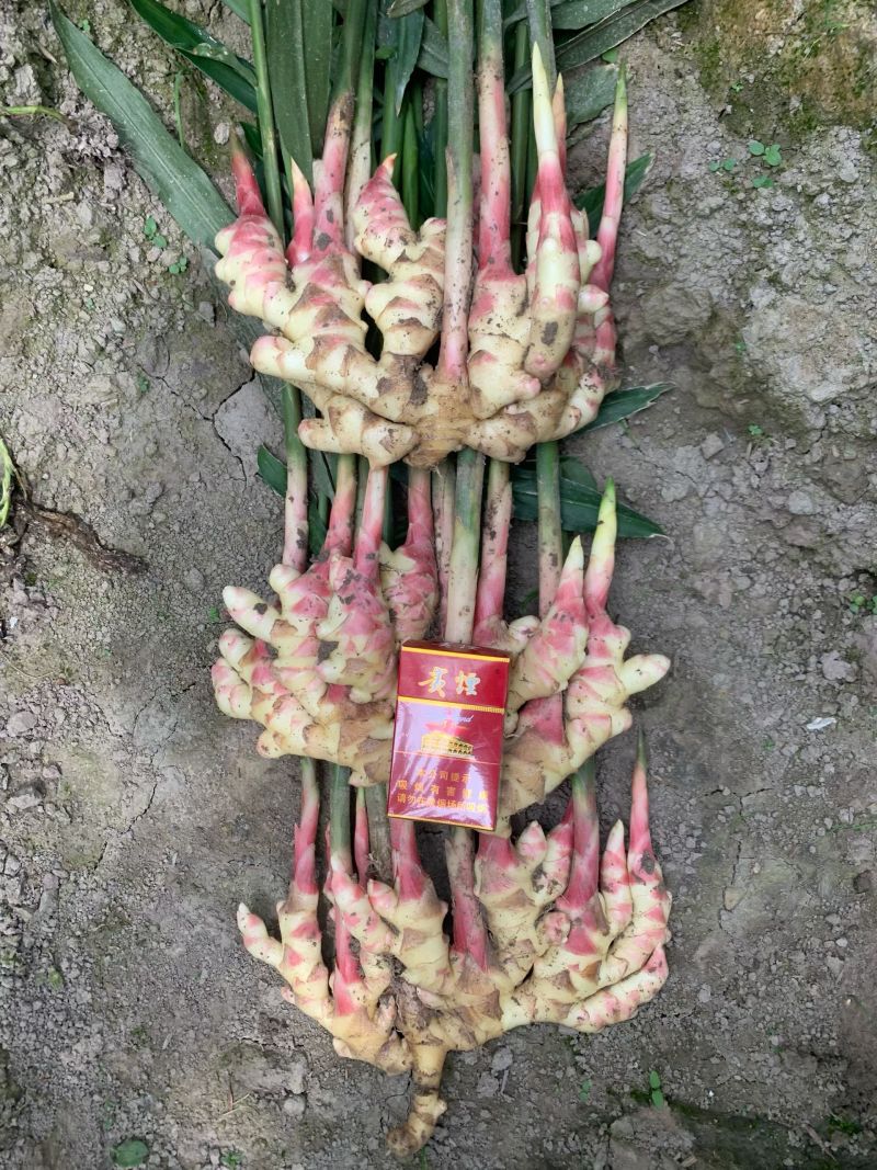 惠水红芽仔姜