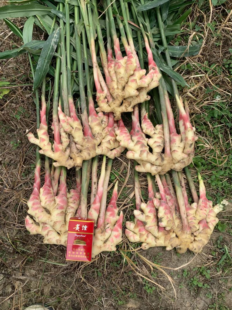 惠水红芽仔姜