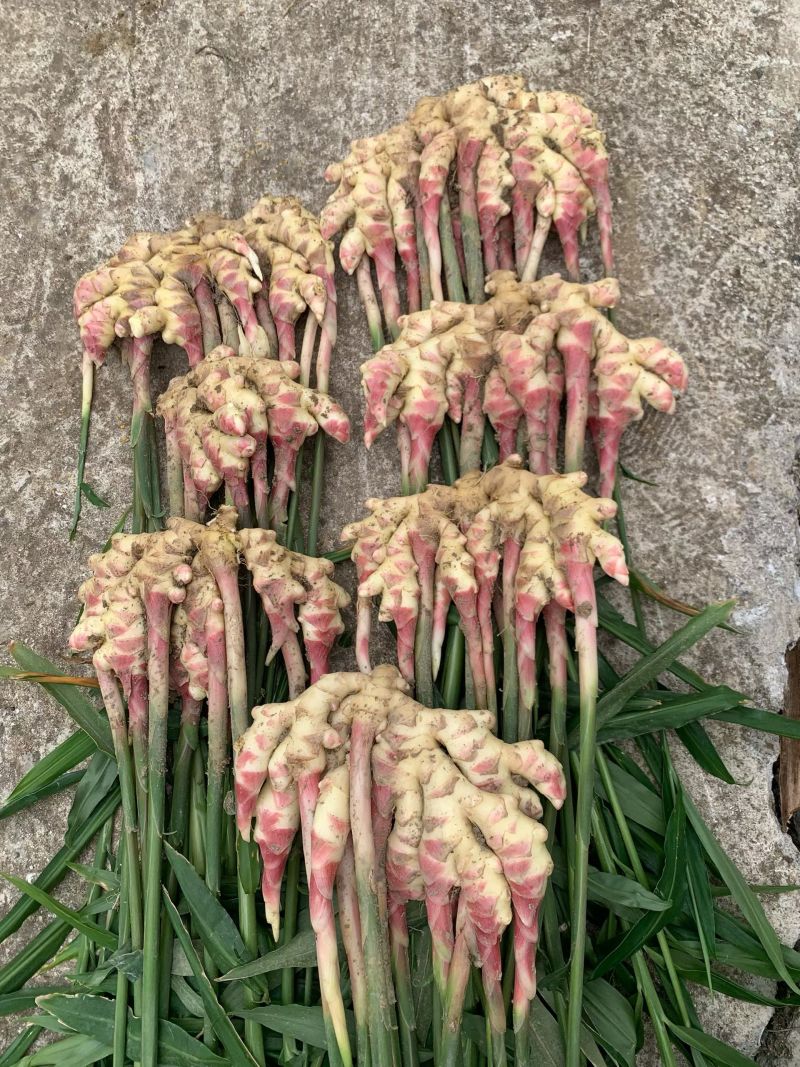 惠水红芽仔姜