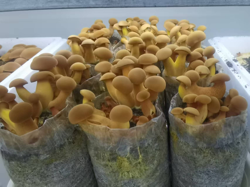 （见手青）人工培育黄牛肝菌棒，出菇有保障，大厂出品。