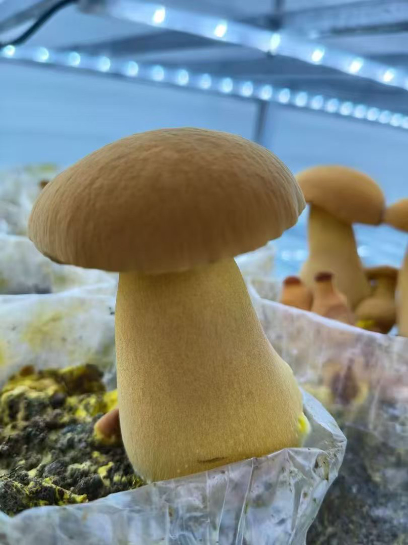 （见手青）人工培育黄牛肝菌棒，出菇有保障，大厂出品。