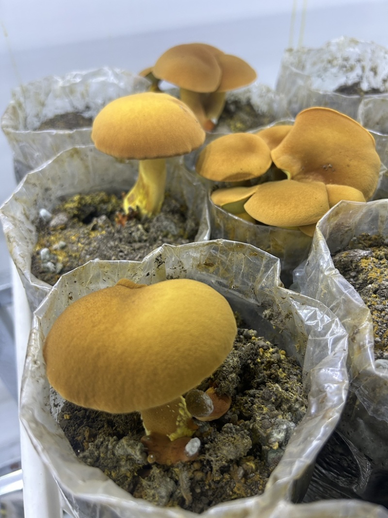 （见手青）人工培育黄牛肝菌棒，出菇有保障，大厂出品。