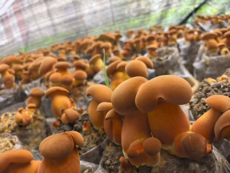 （见手青）人工培育黄牛肝菌棒，出菇有保障，大厂出品。