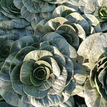 青童1号杂交苏州青种子秋播耐寒耐抽苔矮颗糯香青梗菜种籽