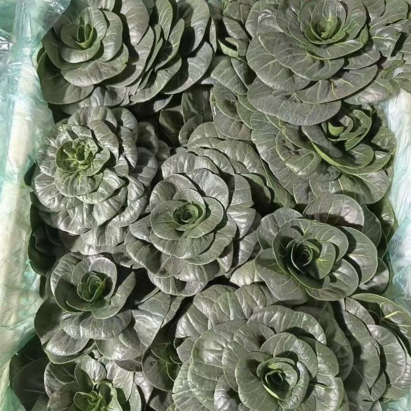 青童1号杂交苏州青种子秋播耐寒耐抽苔矮颗糯香青梗菜种籽