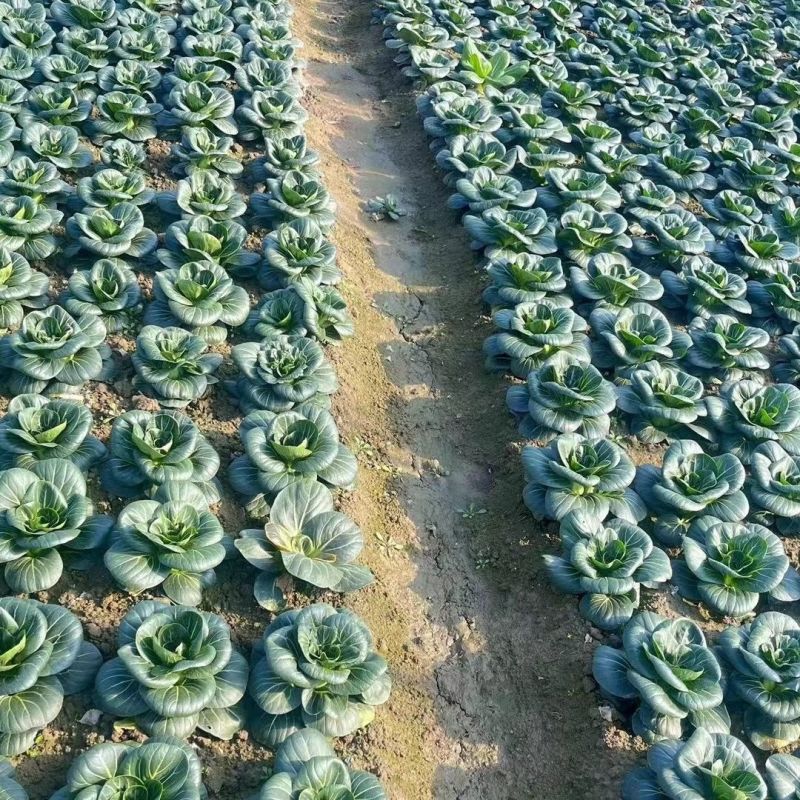 青童1号杂交苏州青种子秋播耐寒耐抽苔矮颗糯香青梗菜种籽