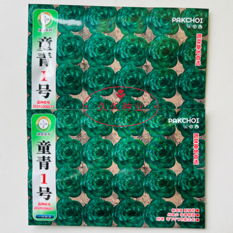 青童1号杂交苏州青种子秋播耐寒耐抽苔矮颗糯香青梗菜种籽
