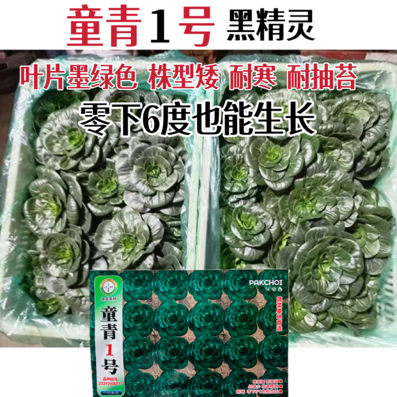 青童1号杂交苏州青种子秋播耐寒耐抽苔矮颗糯香青梗菜种籽