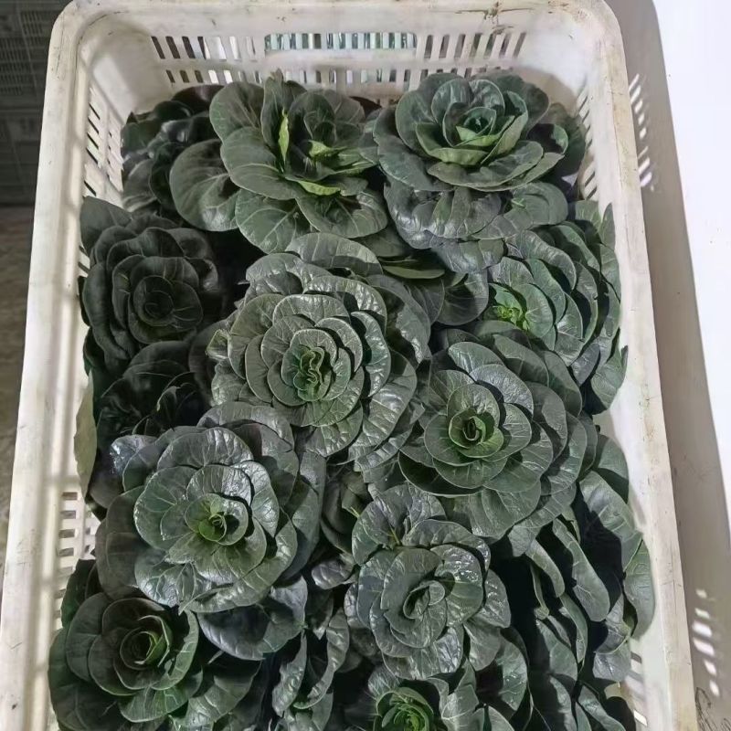 青童1号杂交苏州青种子秋播耐寒耐抽苔矮颗糯香青梗菜种籽