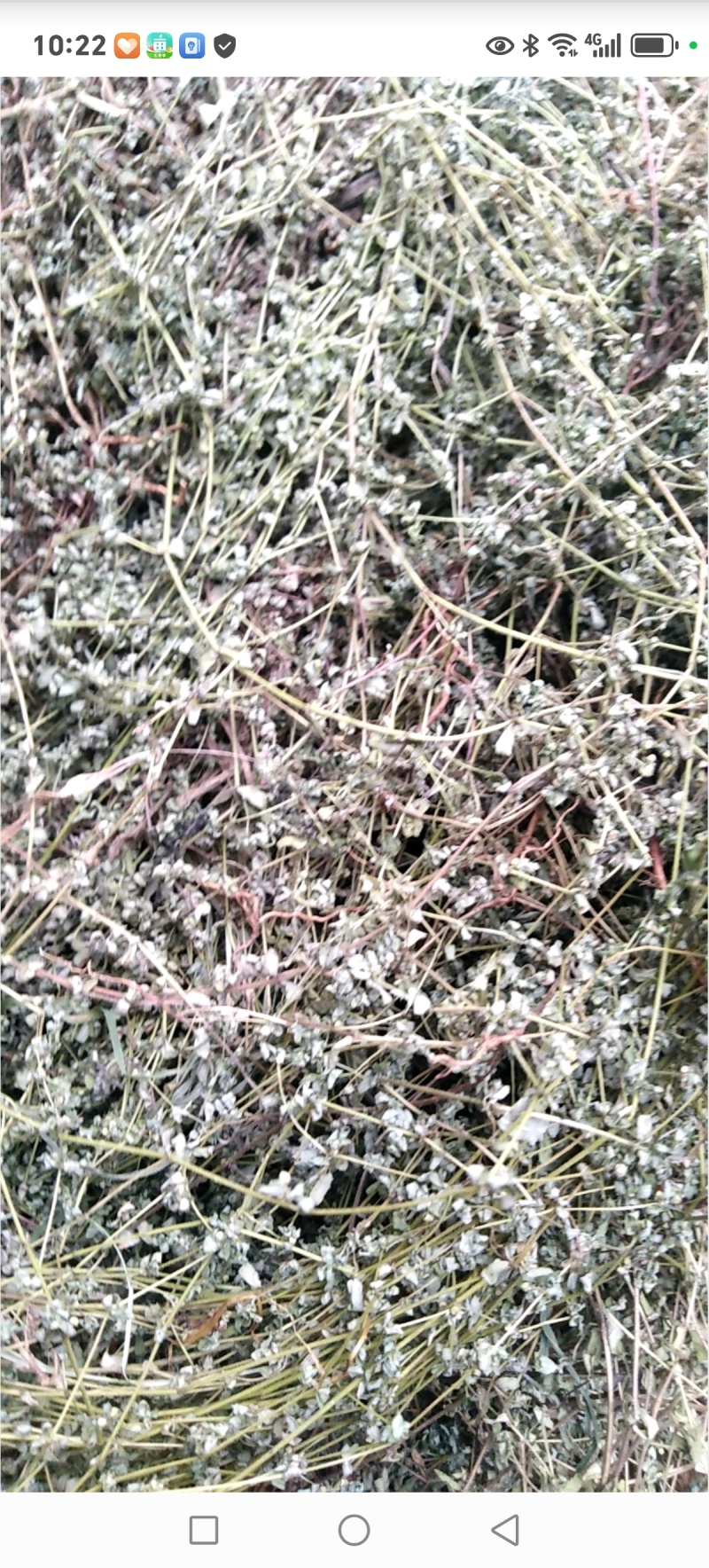 药用地锦草野生，奶浆草散装，血见愁，有大货机压包价格优惠