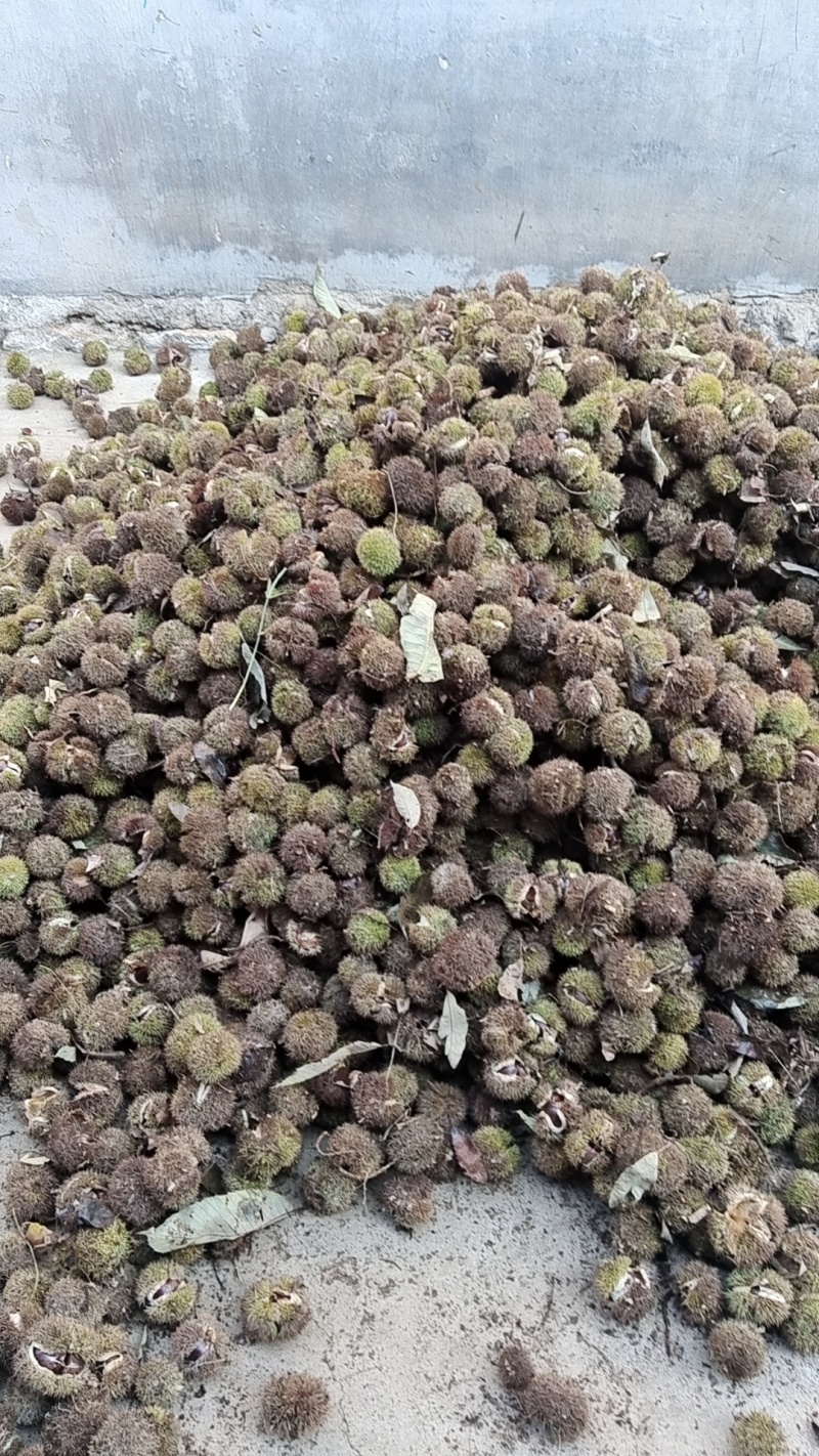 正宗沂蒙山板栗