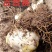 百合种球各种规格基地直发电商园林绿化种植切花