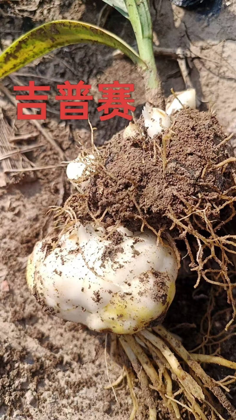 百合种球各种规格基地直发电商园林绿化种植切花