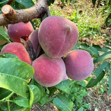 小蜜桃一件代发种植基地直供对接批发零售采购等