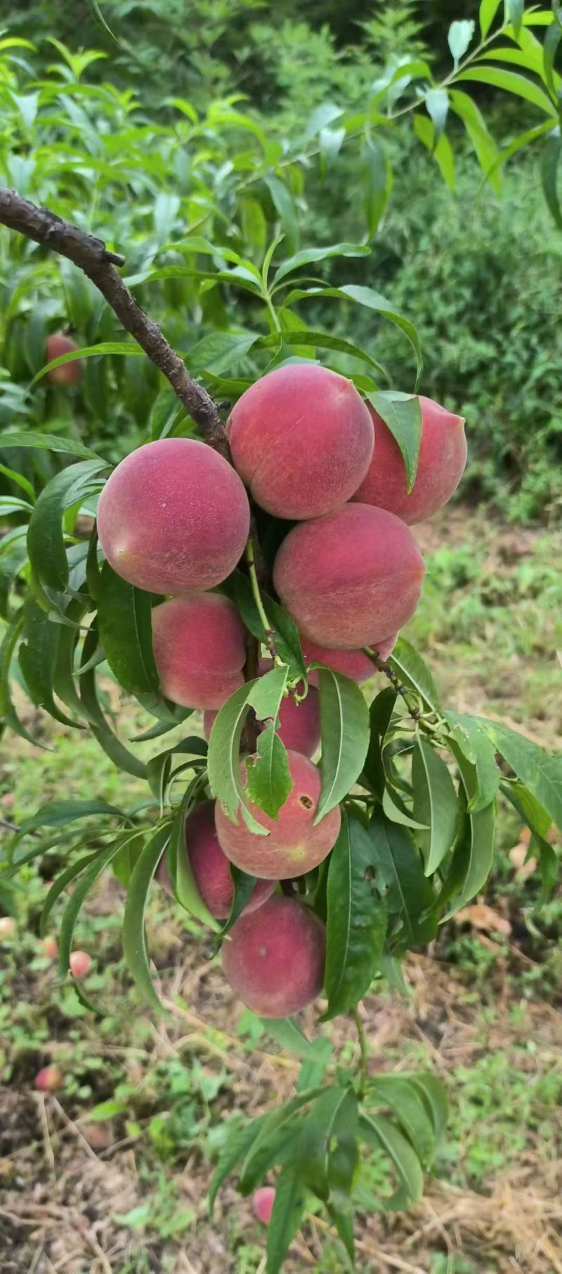小蜜桃一件代发种植基地直供对接批发零售采购等