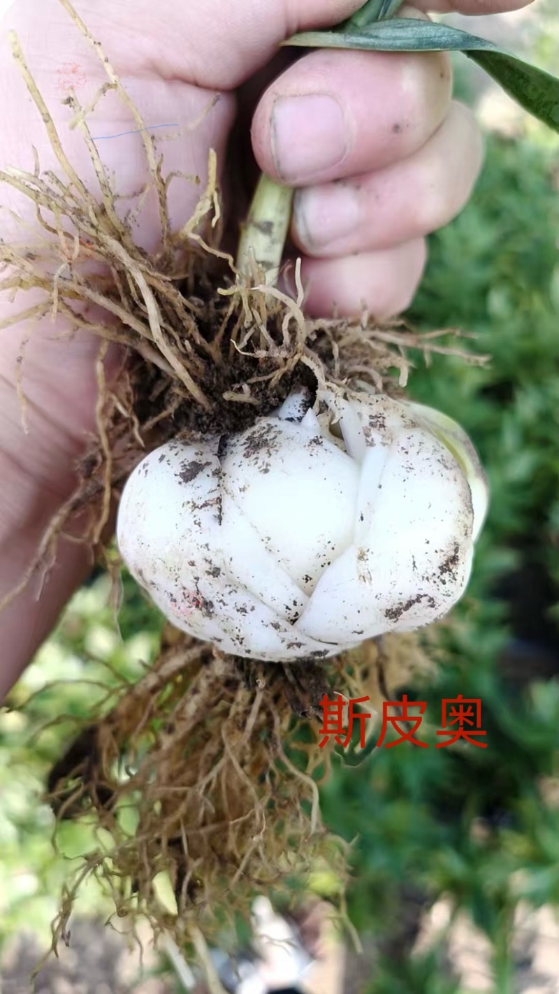 百合种球各种规格基地直发电商园林绿化种植切花