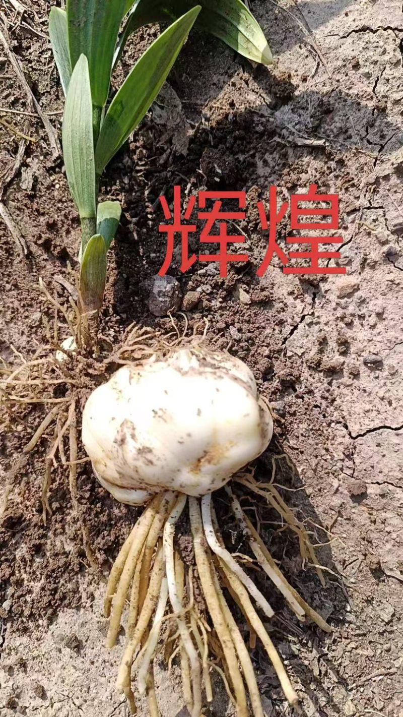 百合种球各种规格基地直发电商园林绿化种植切花
