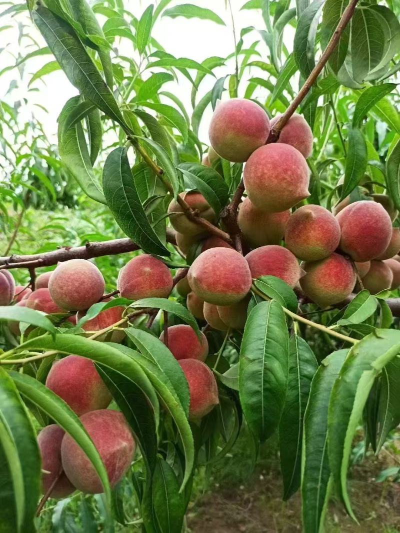 河北省保定市唐县小蜜桃一手货源量大从优