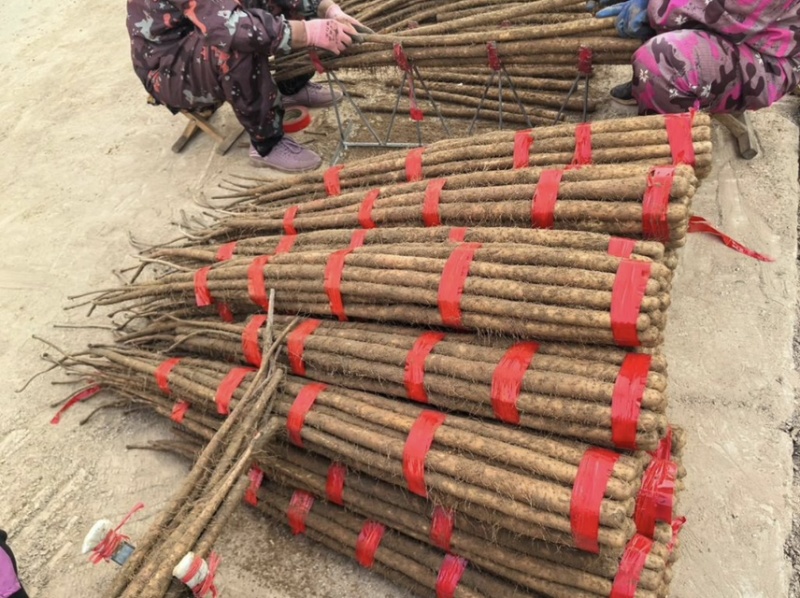 【实力供货】正宗铁棍山药精品山药基地直发对接全国市场