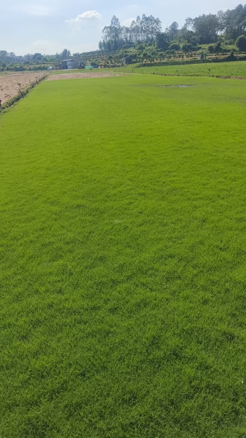 马尼拉草草卷，台湾草草卷，兰引三号草草卷