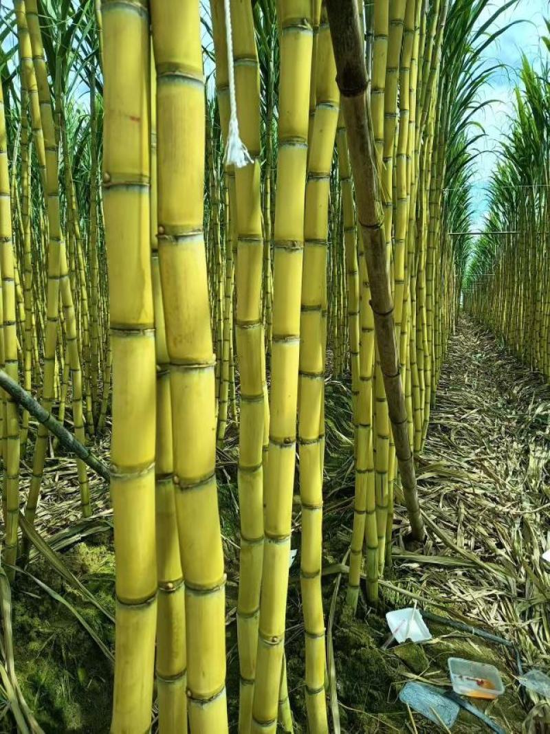 攀枝花米易黄金甘蔗