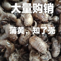 知了壳，蝉蜕，药用蝉蜕，蝉蜕皮。爬叉皮，沙地货。水洗货。