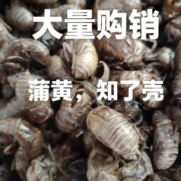 知了壳，蝉蜕，药用蝉蜕，蝉蜕皮。爬叉皮，沙地货。水洗货。