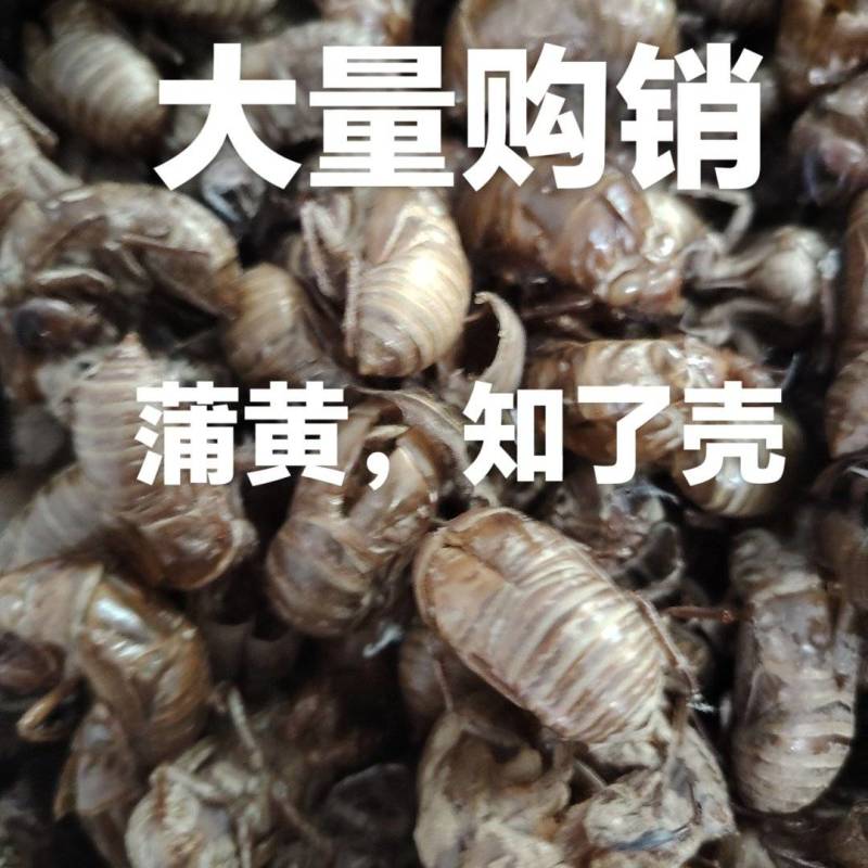 知了壳，蝉蜕，药用蝉蜕，蝉蜕皮。爬叉皮，沙地货。水洗货。
