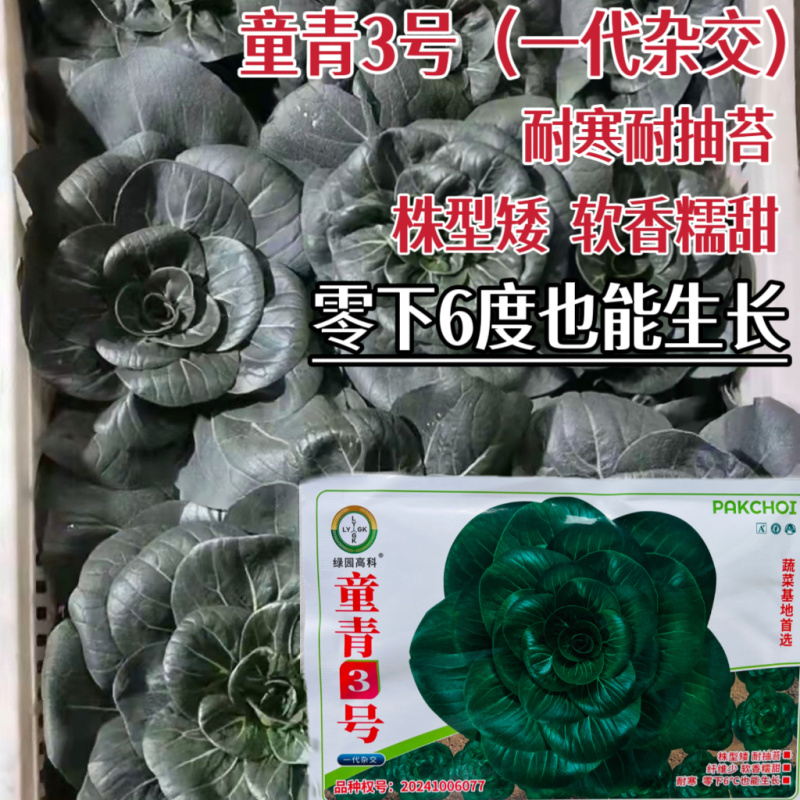 童青3号一代杂交矮脚青梗菜种子糯香味重软糯香甜叶片厚耐寒