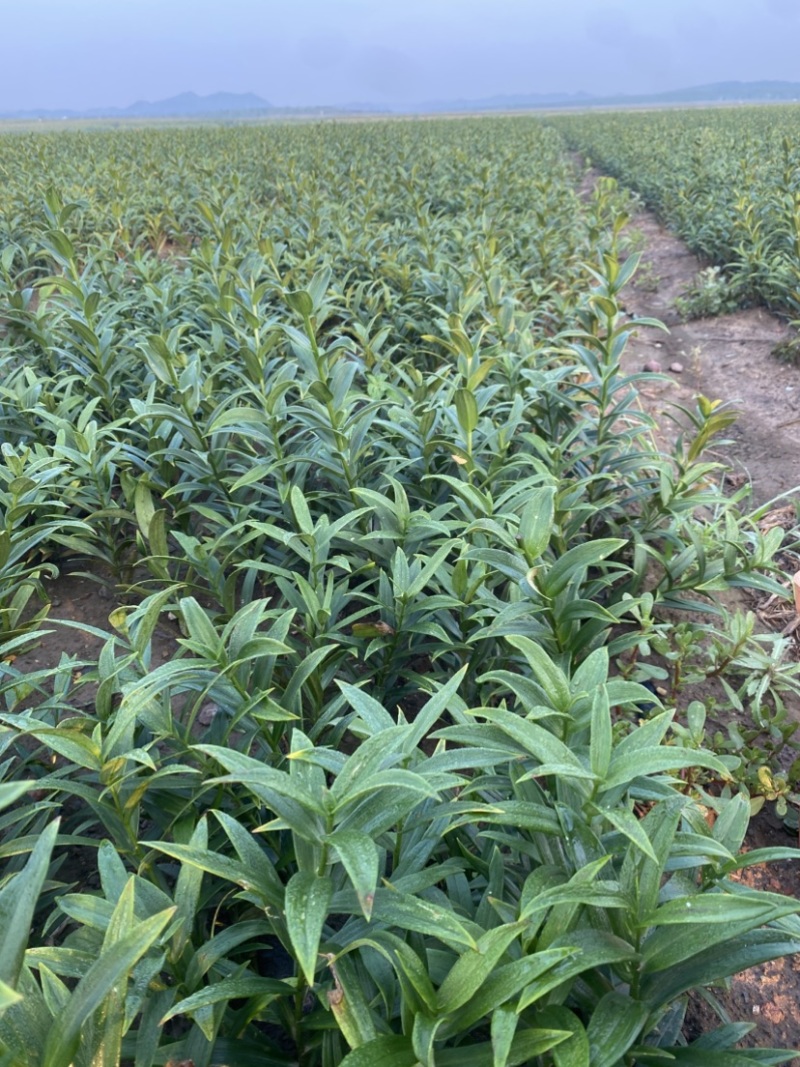 百合种球各种规格基地直发电商园林绿化种植切花