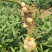 百合种球各种规格基地直发电商园林绿化种植切花