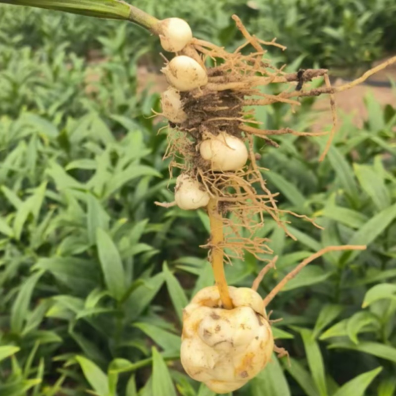 百合种球各种规格基地直发电商园林绿化种植切花