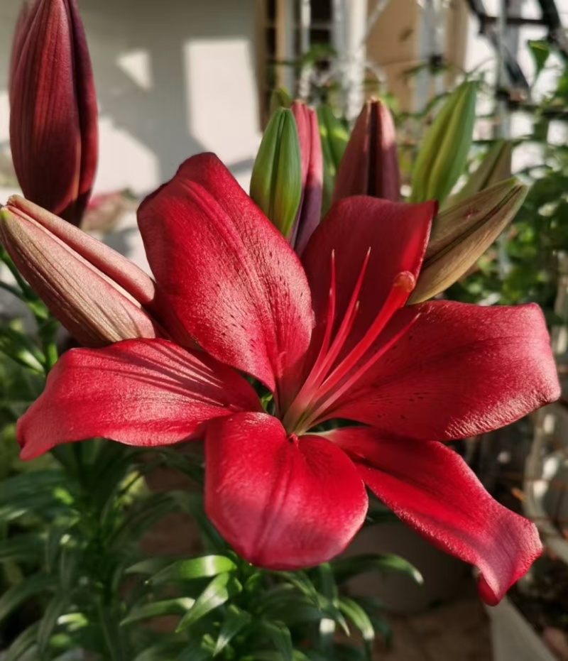 百合种球各种规格基地直发电商园林绿化种植切花