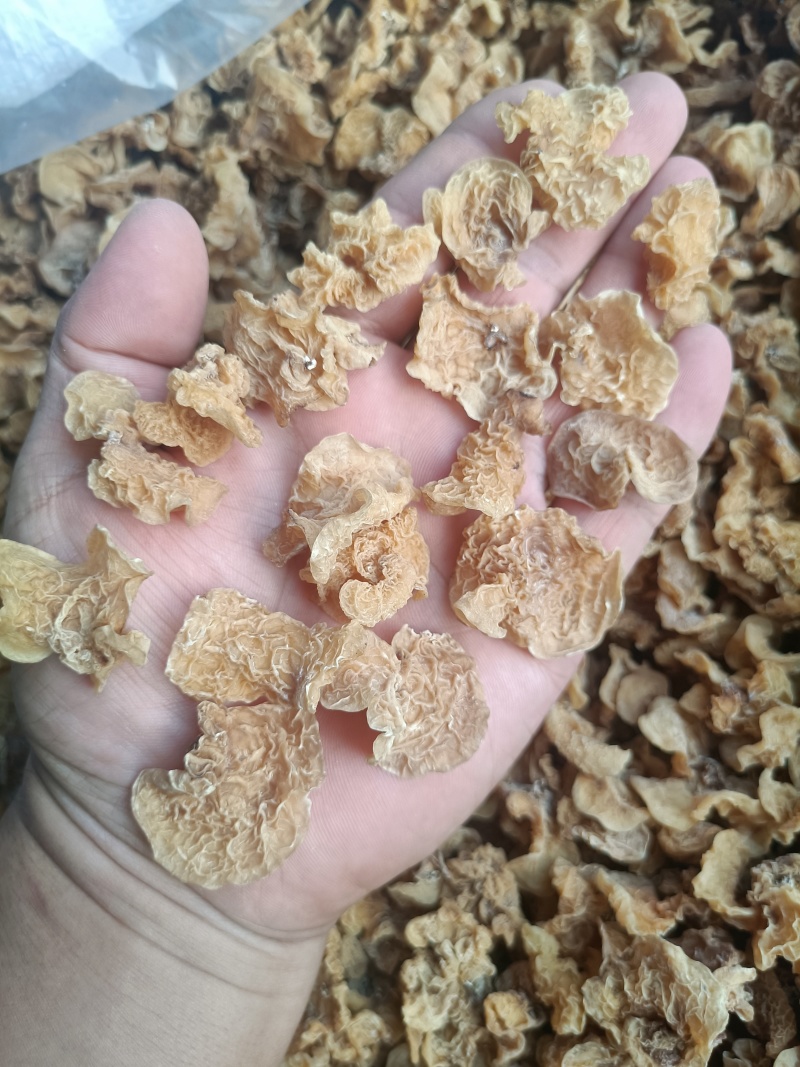 单片羊肚耳鹿肚耳自产自销无根鹿肚耳一手货源鹿肚耳批发零售
