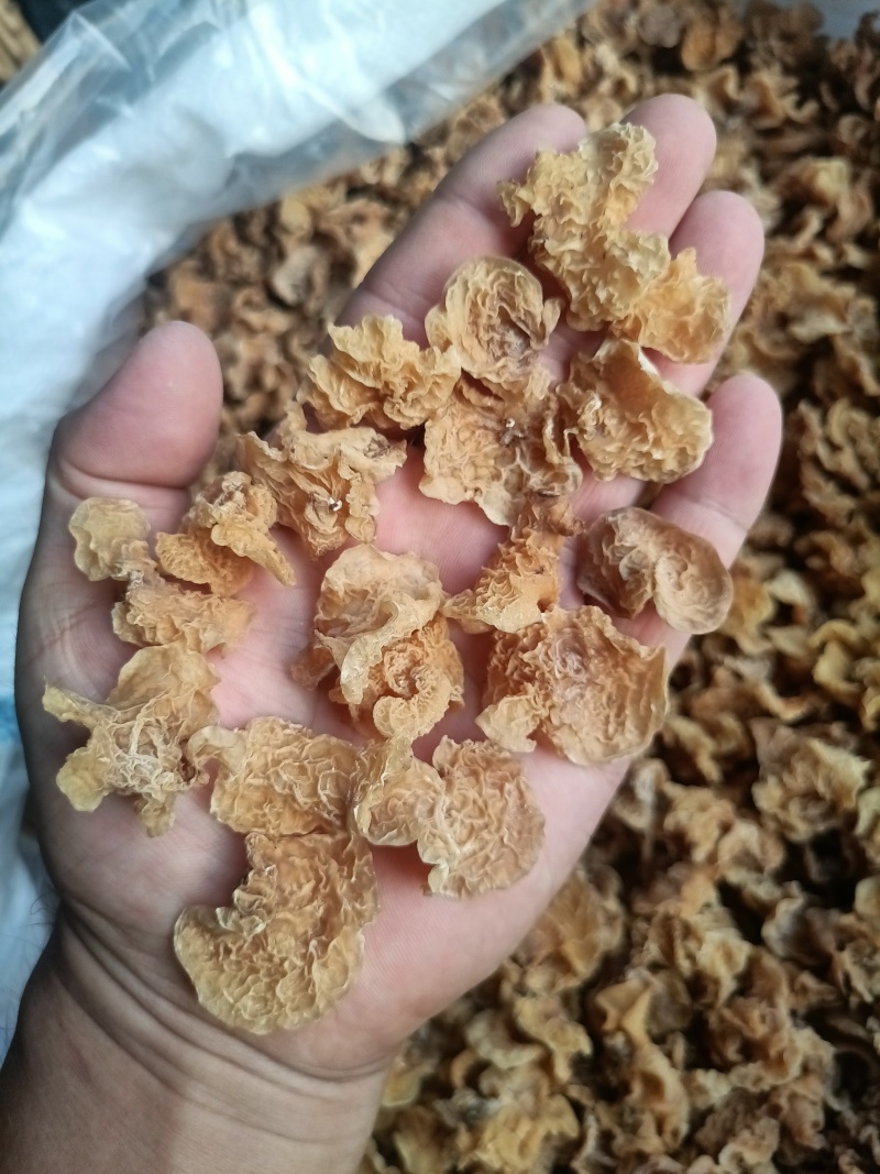 单片羊肚耳鹿肚耳自产自销无根鹿肚耳一手货源鹿肚耳批发零售
