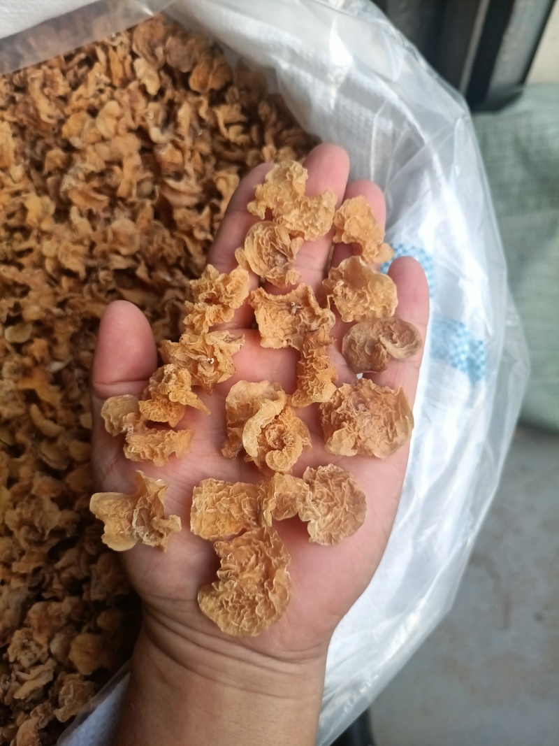 单片羊肚耳鹿肚耳自产自销无根鹿肚耳一手货源鹿肚耳批发零售