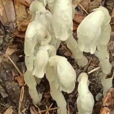 幽兰