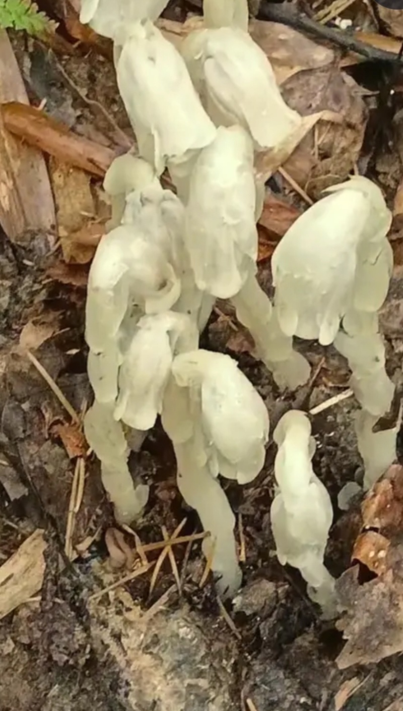 幽兰