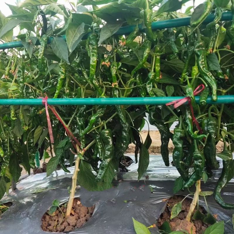 黑龙9号黑皱皮椒种子黑油亮辣味浓大果黑皱皮椒种籽基地