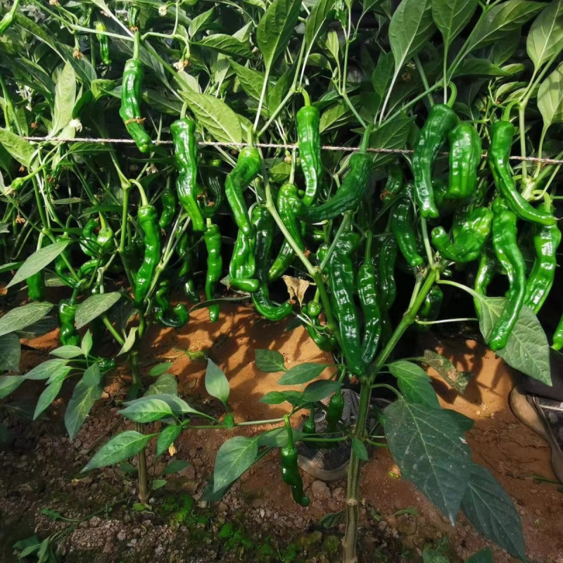 黑龙9号黑皱皮椒种子黑油亮辣味浓大果黑皱皮椒种籽基地