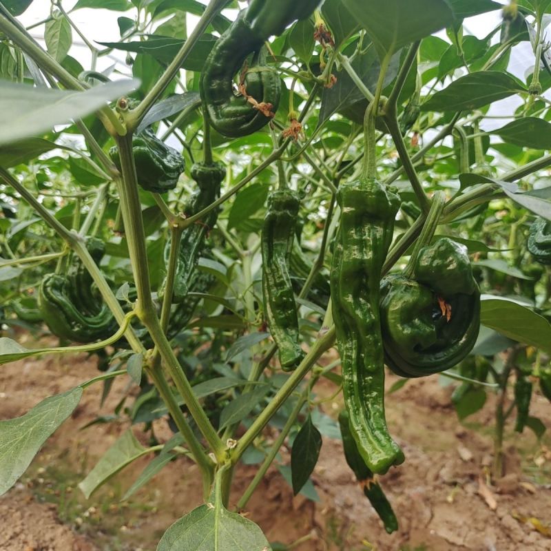 黑龙9号黑皱皮椒种子黑油亮辣味浓大果黑皱皮椒种籽基地