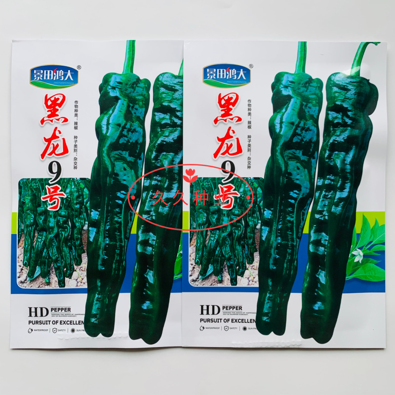 黑龙9号黑皱皮椒种子黑油亮辣味浓大果黑皱皮椒种籽基地