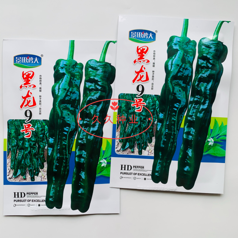 黑龙9号黑皱皮椒种子黑油亮辣味浓大果黑皱皮椒种籽基地