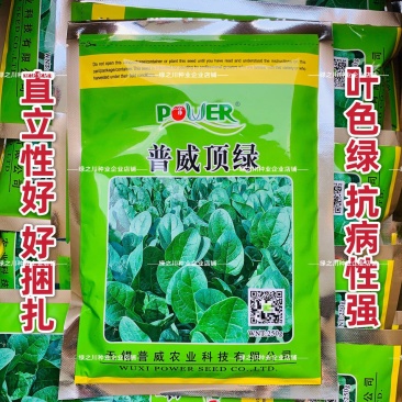 普威顶绿菠菜种子杂交直立菠菜种子耐寒春秋越冬菠菜种籽抗病