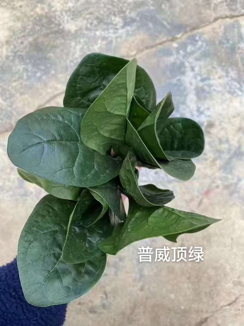 普威顶绿菠菜种子杂交直立菠菜种子耐寒春秋越冬菠菜种籽抗病